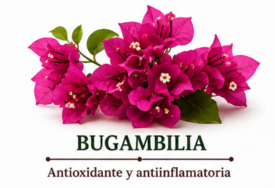 Bugambilia