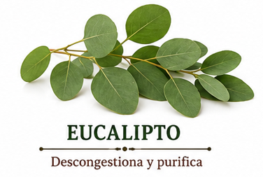 Eucalipto